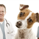 Illustration for article titled U.K. Vet School Wrings Its Hands Over Dearth of White Guys